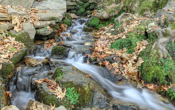 Природний Потік Води Довга Експозиція Лісі — стокове фото