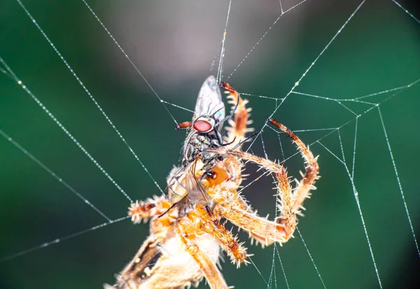Spider Web Τρώνε Μύγα Κοντά — Φωτογραφία Αρχείου