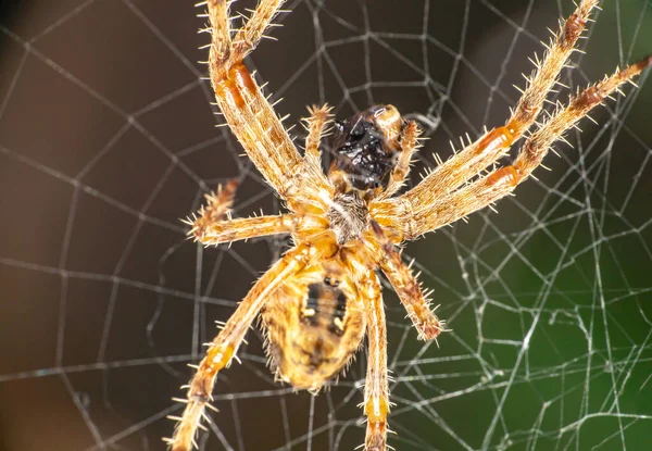 Spindeln Nätet Äter Fluga Närbild — Stockfoto