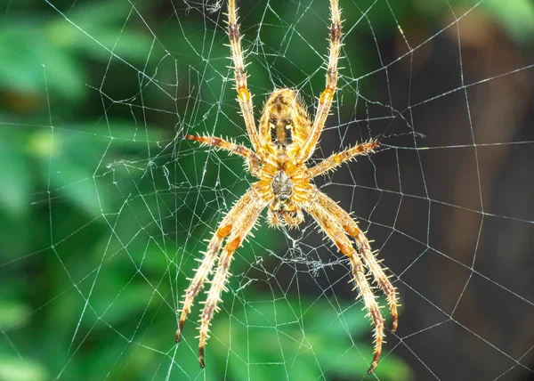 Spider Web Macro Cerca —  Fotos de Stock