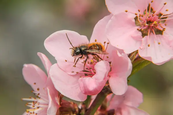 Wiosenny Kwiat Wiśni Ogrodzie Makro Zbliżenie — Zdjęcie stockowe