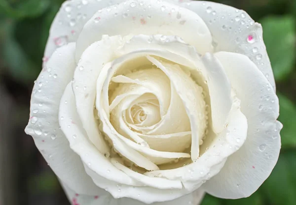 Roses Blanches Dans Jardin Avec Des Gouttes Pluie Macro — Photo