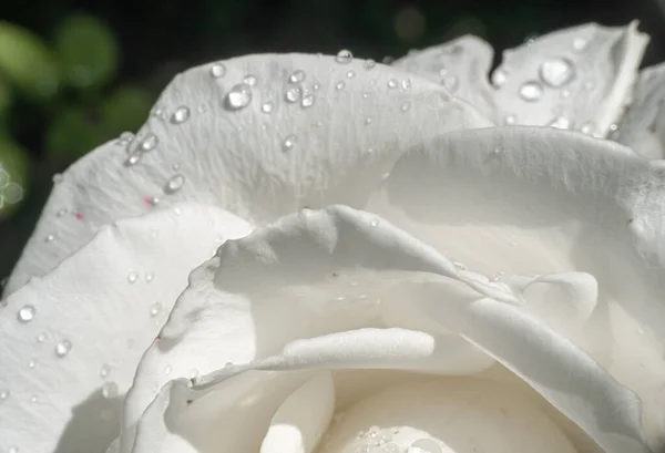 Roses Blanches Dans Jardin Avec Des Gouttes Pluie Macro — Photo