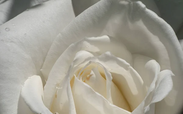 Rosas Brancas Jardim Com Gotas Chuva Macro — Fotografia de Stock