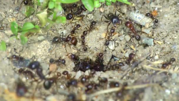 Grupa Mrówek Ziemi Zamyka Powolny Ruch — Wideo stockowe