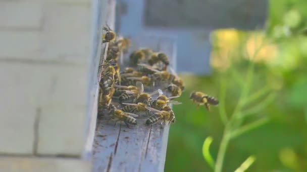 Ομάδα Των Μελισσών Στην Κυψέλη Αργή Κίνηση — Αρχείο Βίντεο