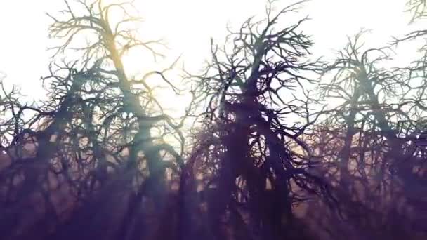 Мертві Дерева Ліс Сонячний Промінь Абстрактний — стокове відео