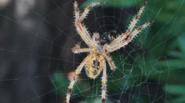 Ağdaki örümcek sinek yer, 4K 'ya yaklaş.