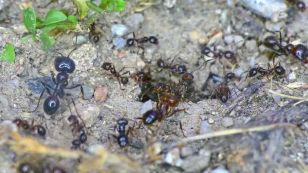 Grupa Mrówek Ziemi Zbliżenie — Wideo stockowe