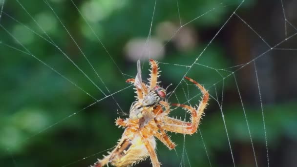 蜘蛛在网上吃苍蝇 靠近4K — 图库视频影像