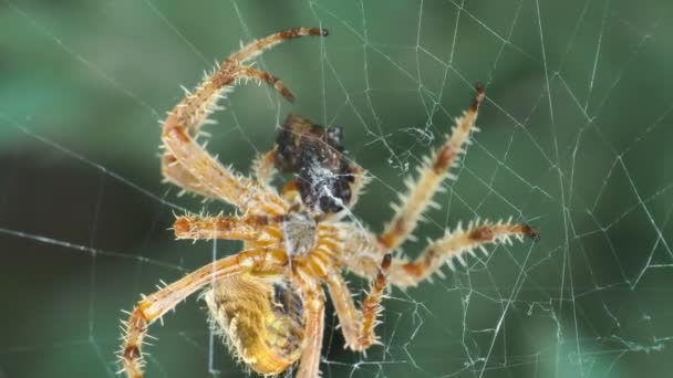 Spindel Ett Nät Äter Fluga Närbild — Stockvideo