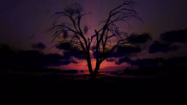 Ölü yaşlı ağaç gündoğumu süresi 4K