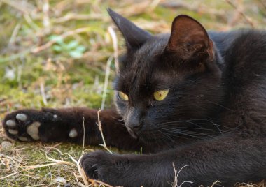 Siyah bir kedi çim üzerinde yalan yakın çekim