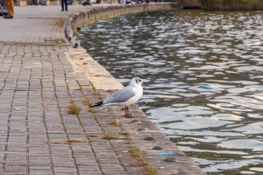 Gölün Kıyısındaki Martılar