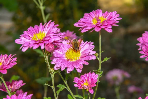 Rózsaszín Virág Egy Méhecske Gyűjtése Méz Közelről — Stock Fotó