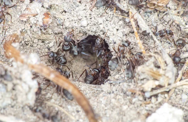 Yerdeki karınca grubu yaklaşın.