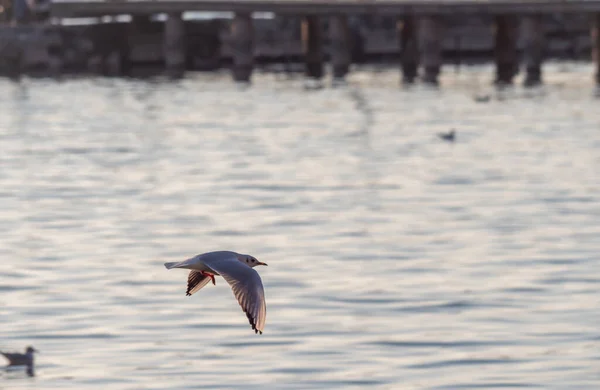 カモメがオリード湖を飛びます — ストック写真