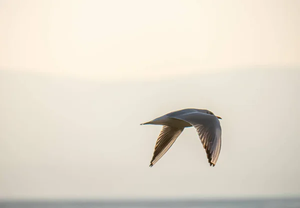 Gaivotas Voar Sobre Lago Ohrid Fundo Natural — Fotografia de Stock