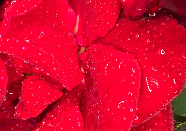 Rote Rose Garten Regentropfen Nahaufnahme Makro — Stockfoto