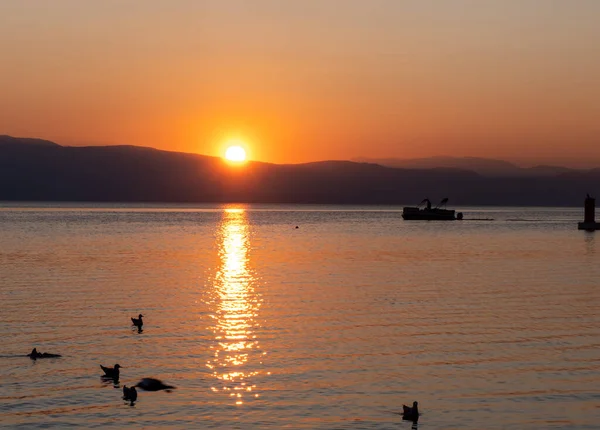 Σιλουέτα Γλάροι Που Κολυμπούν Στη Λίμνη Κατά Διάρκεια Του Ηλιοβασιλέματος — Φωτογραφία Αρχείου