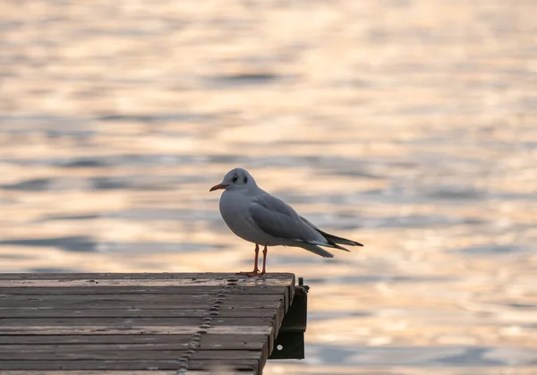 Pássaro Gaivota Pôr Sol Lago Por Sol — Fotografia de Stock