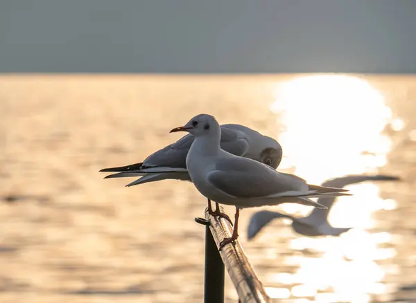 Γλάρος Πουλιών Στέκεται Στο Ηλιοβασίλεμα Στη Λίμνη Ηλιοβασίλεμα — Φωτογραφία Αρχείου