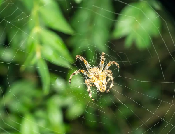 Μεγάλη Αράχνη Υφαντή Σφαίρα Στον Ιστό Της Έναν Κήπο Κοντά — Φωτογραφία Αρχείου