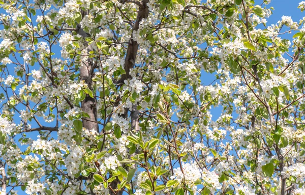 Bahçe makrosunda kiraz çiçeği, yakın çekim