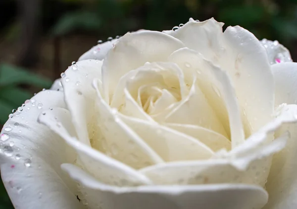 Weiße Rosen Garten Mit Regentropfen Makro — Stockfoto