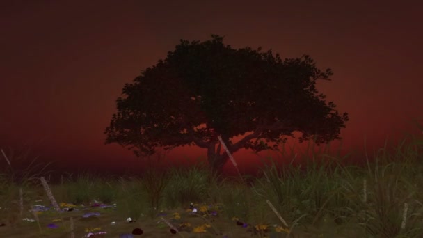 Απομόνωση Δένδρου Κατά Την Ανατολή Του Ηλίου — Αρχείο Βίντεο