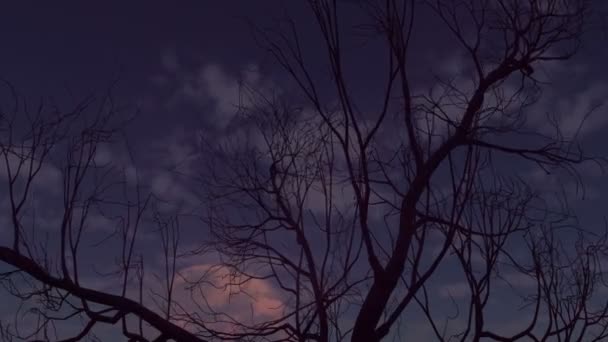 Lua Sobe Através Nuvens Árvores — Vídeo de Stock