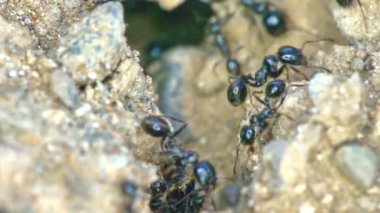 Yerdeki karınca grubu 4K 'yı kapatın.