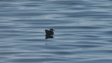 Göldeki martılar 4K 'ya yakın.