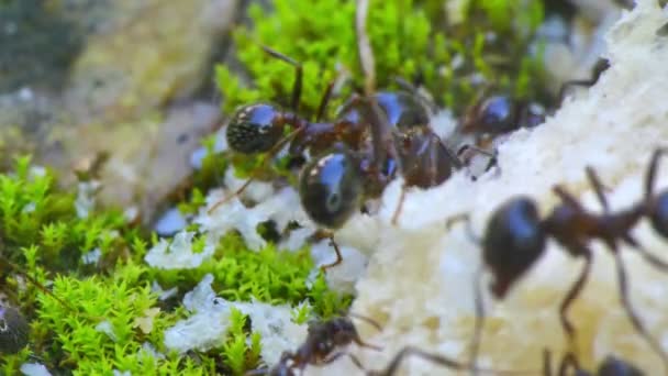 Μυρμήγκια Που Τρώνε Ψωμί Closeup Μακροεντολή 60Fps 30Fps — Αρχείο Βίντεο