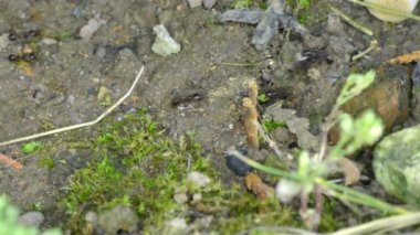 Yerdeki karınca grubu 4K 'yı kapatın.