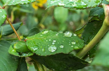 Yeşil yaprak yağmuru Makro damlası