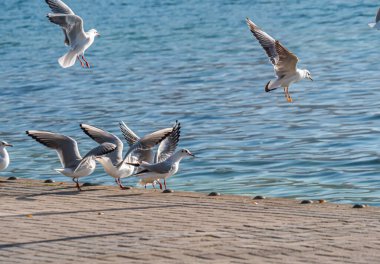 Martılar Ohri Gölü üzerinde uçar, doğal arka plan