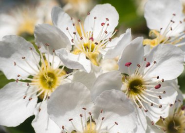 Bahçe makrosunda kiraz çiçeği, yakın çekim