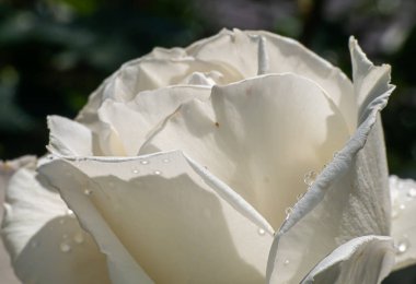 Bahçede beyaz güller, yağmur damlaları, makro