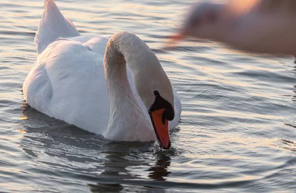 湖の優雅な白鳥の美しい景色 — ストック写真