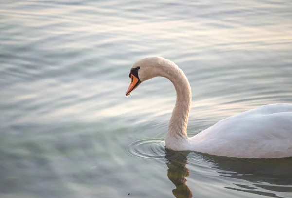 Hermosa Vista Elegante Cisne Lago — Foto de Stock