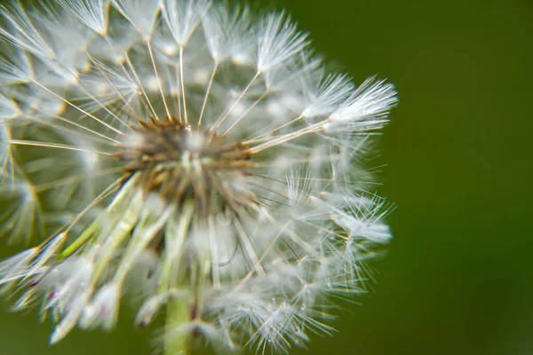 Ein Löwenzahnkorb Mit Samen Inmitten Des Grasmakros — Stockfoto