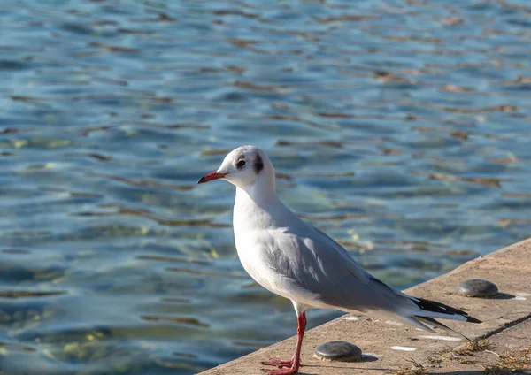 Gaivotas Orla Lago — Fotografia de Stock