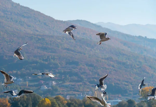 Gaviotas Vuelan Sobre Lago Ohrid Fondo Natural —  Fotos de Stock