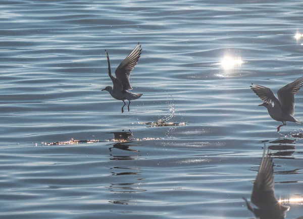 カモメがオリード湖を飛びます — ストック写真