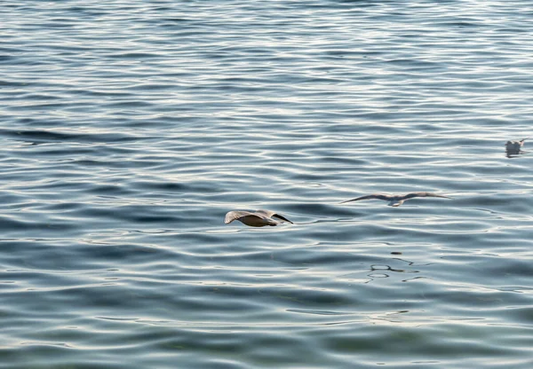 Gaivotas Voar Sobre Lago Ohrid Fundo Natural — Fotografia de Stock