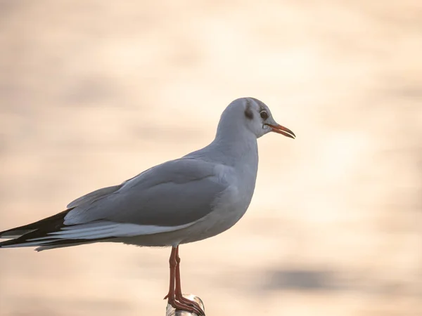 Bird Seagull Stojící Při Západu Slunce Západ Slunce — Stock fotografie