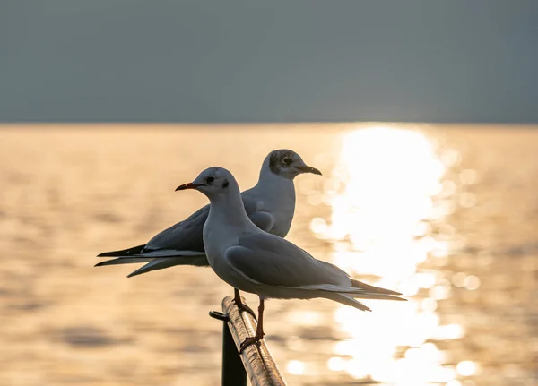 Γλάρος Πουλιών Στέκεται Στο Ηλιοβασίλεμα Στη Λίμνη Ηλιοβασίλεμα — Φωτογραφία Αρχείου