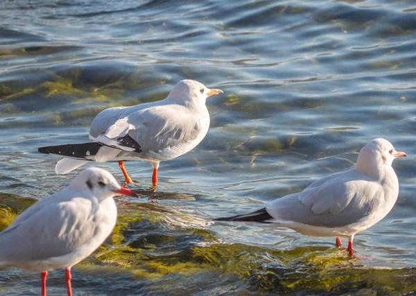 Seagulls Blue Lake Wave Close — Stock Photo, Image