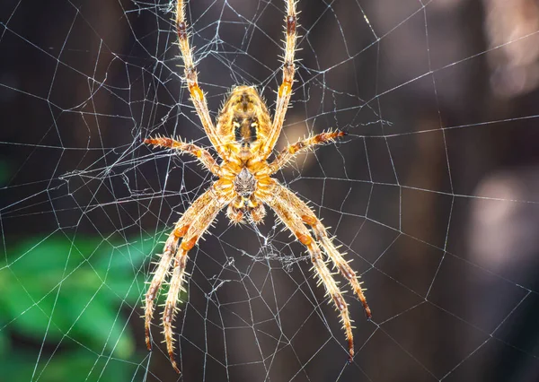 Spider Web Μακροεντολή Κλείστε Επάνω — Φωτογραφία Αρχείου